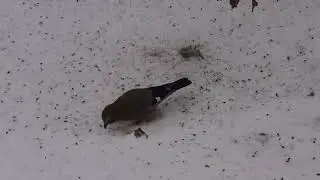 Сойка