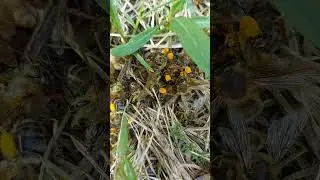 пчёлы замерзают рядом с ульем 