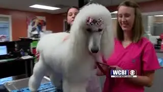 Animal Health 10/4/18 - When Your Pets Swallow Inedible Objects