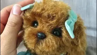 Linda 1yaşını geçti ve neler değişti 🐶🐩