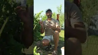 ВЕРШИННАЯ ГНИЛЬ. Как не допустить заболевание в теплицу.