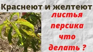 Покраснение и пожелтение листа персика летом падает лист на землю что это и что делать.