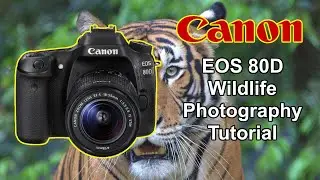CANON EOS 80D Quick Wildlife Photography Tutorial
