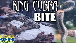 King Cobra Bite! CAUGHT ON CAMERA!