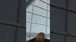 Грызть клетку - не окей. Подпишись ✅
