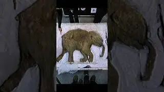 THEY’RE BRINGING THIS ANIMAL BACK TO LIFE?! 