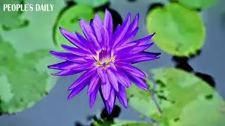 Water lilies bloom, making a perfect purple-green combo with their lush pads.