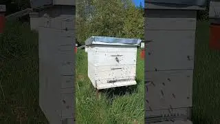 Лёт пчёл