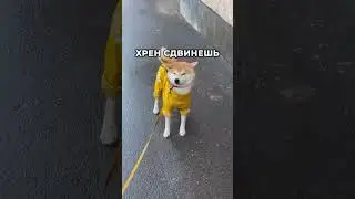 Мой блог про творчество и собаку. #блог #творчество #смешно #собака #сибаину #сиба #креативность