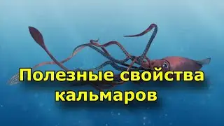 Полезные свойства кальмаров. Польза и вред морского жителя