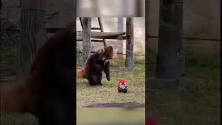 Красная Панда 🐼 Red Panda🐼 #cute #shorts #cuteanimals #animals