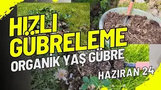 FASÜLYE, BİBER, DOMATES, PATLICAN, ÇİLEK YAŞ GÜBRE İLE GÜBRELEME