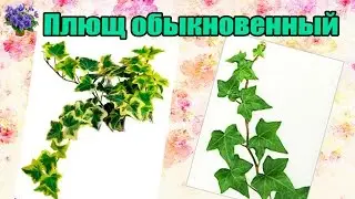 Плющ обыкновенный (Нedera helix) Правила ухода и размножения