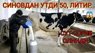 СИГИРЛАР СОТИЛДИ ХАММАГА РАХМАТ, 996488623