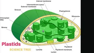 Plastids and types | Plastids structure and function