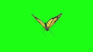 Butterfly Green Screen Copyright Free