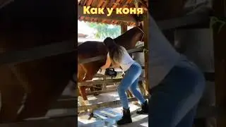 На конюшне