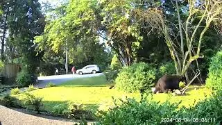 Hero Neighbors Warn Oblivious Man About Bear Coming Towards Him