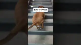Walking Your Senior Dog