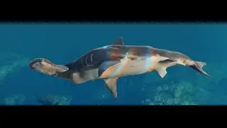 Sunkenland.Гайд убийства акул без кровопотери!!!
