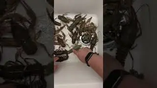 ч.4 Как варить раков. Зачем удалять кишку перед варкой.