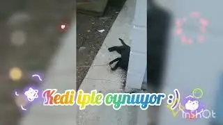 Her Şey Dahil - kedi iple oynuyor! 😸 #kedi #kedivideoları #komik #komikvideolar #oyun #kedibakımı