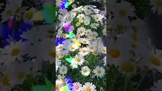 25 мая 2024 г.#доброеутро #открытки #пожеланиедлядрузей #воскресение #сдобрымутром