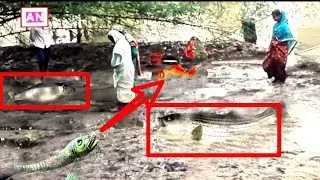 Awesome primitive technology Many woman's catching fishing using by hand or net in the river