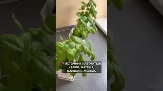 🌿 Базилик дома!