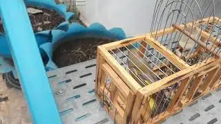 Очередной улов Зеленушка.