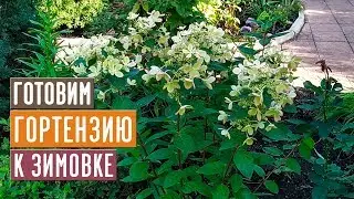 ОБЯЗАТЕЛЬНО СДЕЛАЙТЕ ЭТО С МЕТЕЛЬЧАТОЙ ГОРТЕНЗИЕЙ ОСЕНЬЮ!!! / Садовый гид