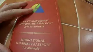 Котенок о прививках Прошли с Марусей вакцинацию