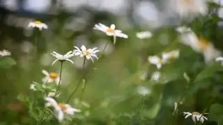 РОМАШКИ Футаж 19