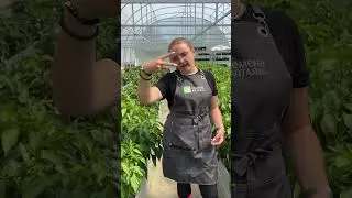 Перец скидывает завязи! 