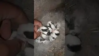 Cute Rabbits Baby New born