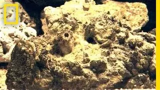 Stonefish Strikes Without Warning | National Geographic