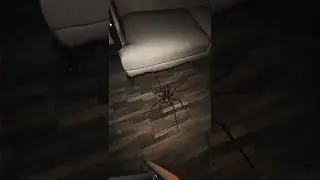 Arachnophobia 