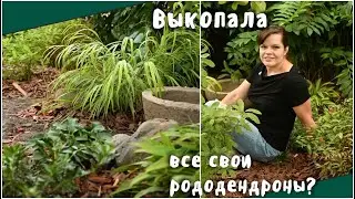 Японский уголок в саду за три дня / Рододендроны и шары из спирей