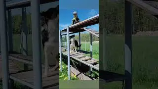 Mind the Dog Warden- search and rescue dog