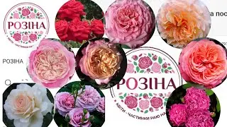 Розы от розины,мой опыт.