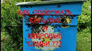 Щавелевая кислота !!! Технология обработки от клеща Варроа !!!