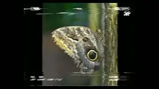 🦋🦋🦋🦋...ø·ø ̈ùšù„ø© ... ø£øoù†ùšø© ù„ù„ø£ø·ù ø§ù„ ... ù„ùšø ̈ùšø§