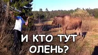 И кто тут лось?