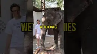 i spent 24hrs with an elephant in the room