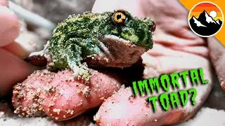 Zombie Toads Rise from the Desert!