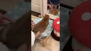 Cute cats 😸 