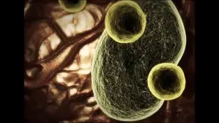 Top 10 Most Dangerous Parasites