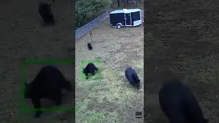 Watch: 20-pound dog runs off three black bears from yard 