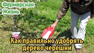 Как правильно удобрять дерево черешни