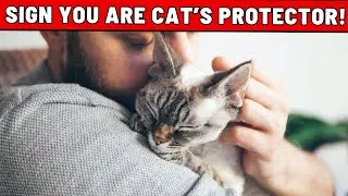 13 Signs Your Cat Sees You as Their Protector—Not Every Cat Parent